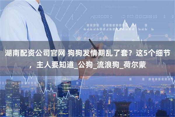 湖南配资公司官网 狗狗发情期乱了套？这5个细节，主人要知道_公狗_流浪狗_荷尔蒙
