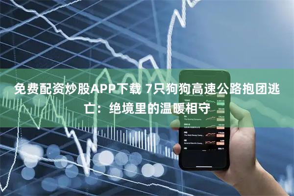 免费配资炒股APP下载 7只狗狗高速公路抱团逃亡：绝境里的温暖相守