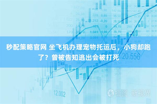 秒配策略官网 坐飞机办理宠物托运后，小狗却跑了？曾被告知逃出会被打死